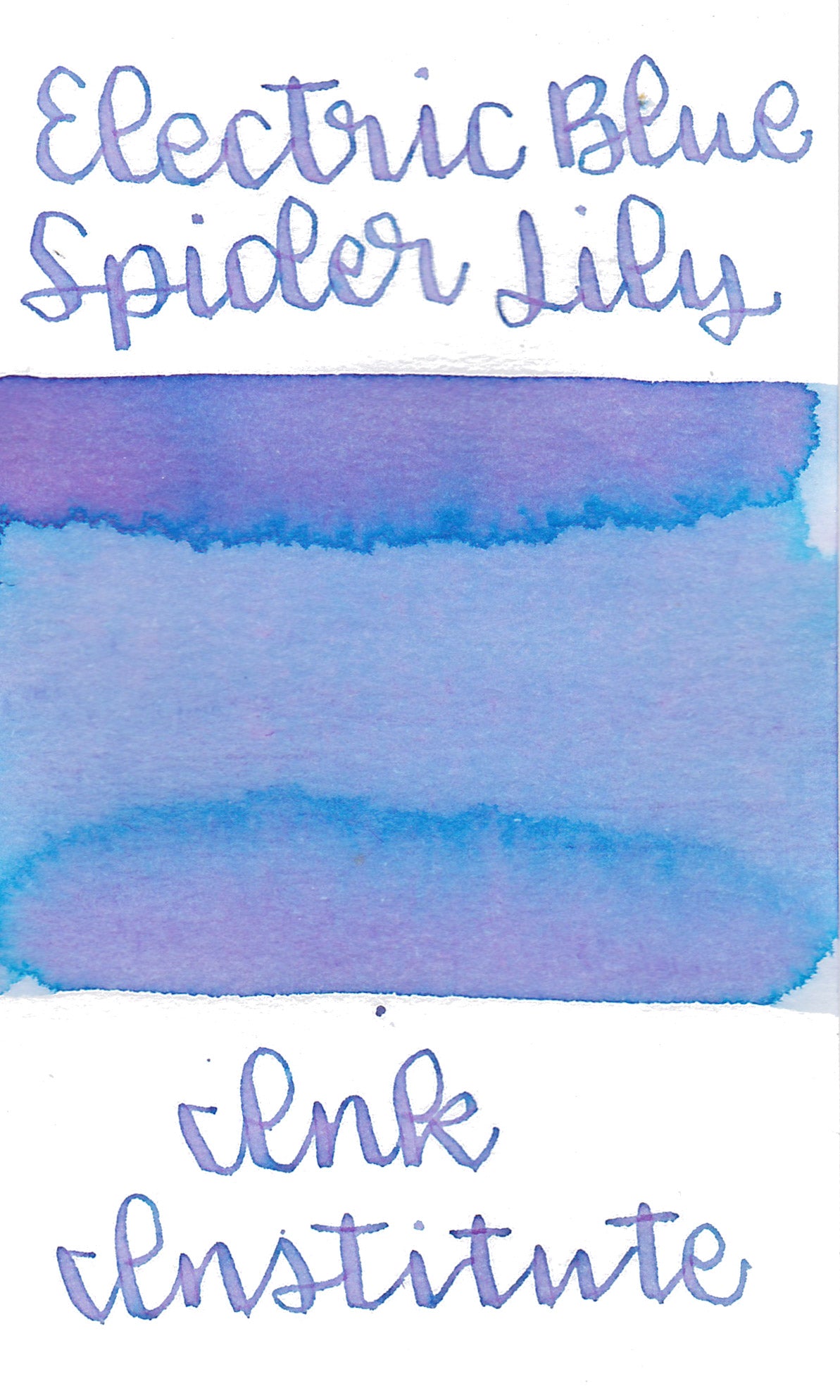 electric blue spider lily Ink Institute Meander