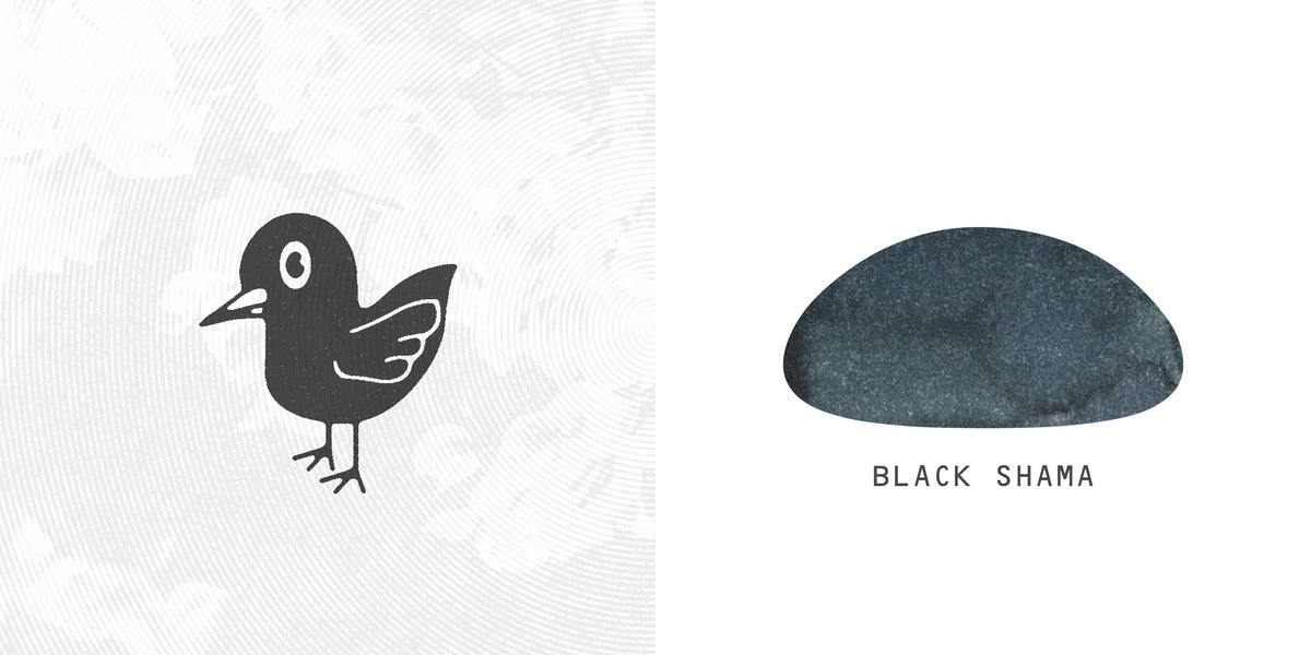 Troublemaker Black Shama