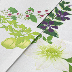 Midori Message Letter Pad 587 Four Designs Summer Flowers